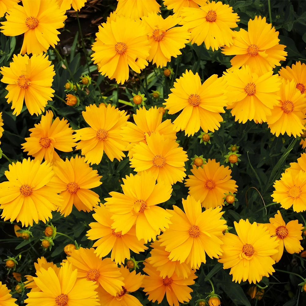 Nana Coreopsis (Tickseed) Plant 2 Nana Coreopsis (Tickseed) Plant - Image 2