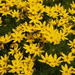 Threadleaf Coreopsis Plant 7 Threadleaf Coreopsis Plant -Plant Sales Store Coreopsis Zagreb 1