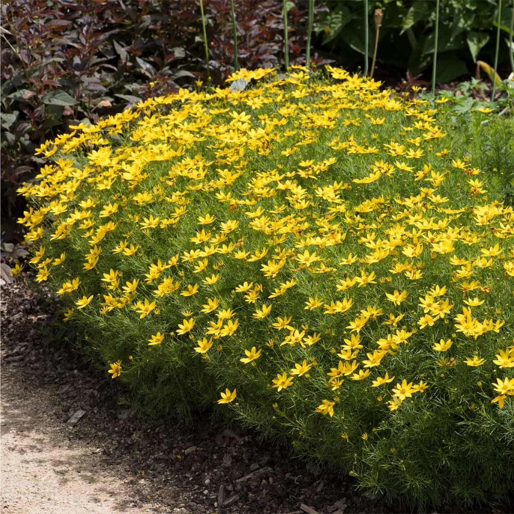 Threadleaf Coreopsis Plant 2 Threadleaf Coreopsis Plant - Image 2