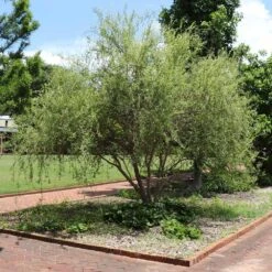 Corkscrew Willow Tree 8 Corkscrew Willow Tree -Plant Sales Store Corkscrew Willow 1