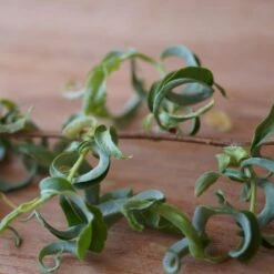 Corkscrew Willow Tree 10 Corkscrew Willow Tree -Plant Sales Store Corkscrew Willow 2