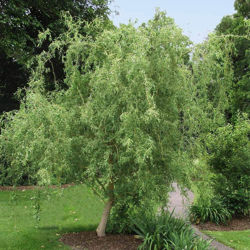 Corkscrew Willow Tree 2 Corkscrew Willow Tree - Image 2