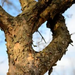 Cornelian Cherry Dogwood Tree -Plant Sales Store Cornelian Cherry Dogwood