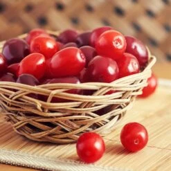 Cornelian Cherry Dogwood Tree -Plant Sales Store Cornelian Cherry Dogwood 1 FGT