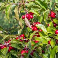 Cornelian Cherry Dogwood Tree -Plant Sales Store Cornelian Cherry Dogwood 2 FGT