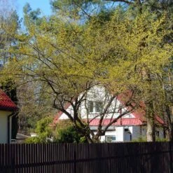 Cornelian Cherry Dogwood Tree -Plant Sales Store Cornelian Cherry Dogwood 4 FGT