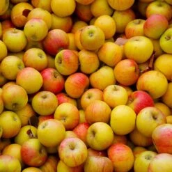 Cox's Orange Pippin Apple Tree -Plant Sales Store Coxs Orange Pippen 2