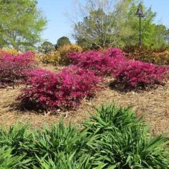 Crimson Fire™ Loropetalum -Plant Sales Store Crimson Fire Loropetalum 1
