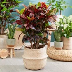 Sunset Hues House Plant Kit -Plant Sales Store Croton Petra 1 FGT 445f7f6a 00f4 451b a6b3 3f52129ac266