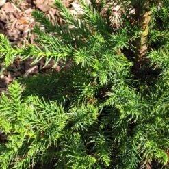 Black Dragon Cryptomeria -Plant Sales Store Cryptomeria Black Dragon 3