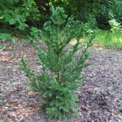 Black Dragon Cryptomeria -Plant Sales Store Cryptomeria Black Dragon 4
