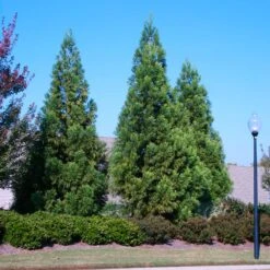 Cryptomeria Radicans -Plant Sales Store Cryptomeria Radicans 2