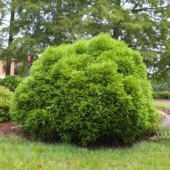 Cryptomeria 'Globosa Nana' Shrub 10 Cryptomeria 'Globosa Nana' Shrub -Plant Sales Store Cryptomeria Radicans 3