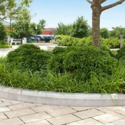 Cryptomeria 'Globosa Nana' Shrub 11 Cryptomeria 'Globosa Nana' Shrub -Plant Sales Store Cryptomeria Radicans 5 1b1b9abd 7f86 4bef bc80 cb1e72effa46