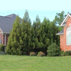 Cryptomeria Radicans -Plant Sales Store Cryptomeria Radicans 6