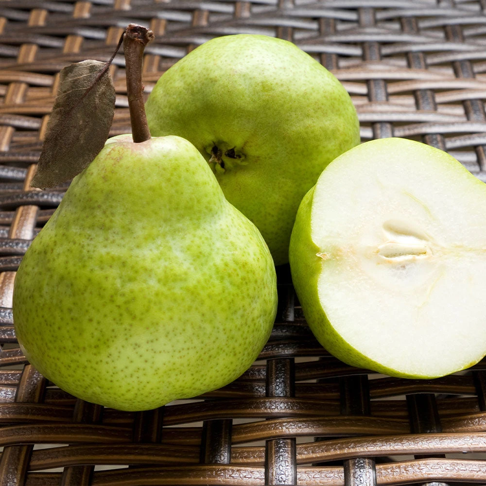 D'Anjou Pear Tree 3 D'Anjou Pear Tree - Image 3