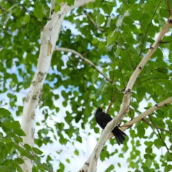 Dakota Pinnacle Birch Tree -Plant Sales Store Dakota Pinnacle Birch 5