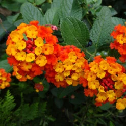 Dallas Red Lantana -Plant Sales Store Dallas Red lantana 4
