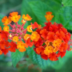 Dallas Red Lantana -Plant Sales Store Dallas Red lantana 7 FGTjpg