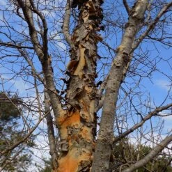 DannaSpire Columnar Elm Tree -Plant Sales Store Danaspire Elm 1