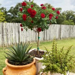 Dancing In The Dark™ Rose Tree 7 Dancing In The Dark™ Rose Tree -Plant Sales Store Dancing in the Dark 2