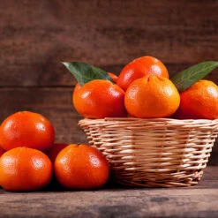 Dancy Tangerine Tree -Plant Sales Store Dancy Tangerine 1 FGT