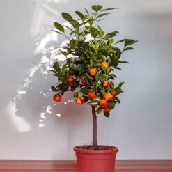 Dancy Tangerine Tree -Plant Sales Store Dancy Tangerine 2 FGT