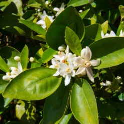 Dancy Tangerine Tree -Plant Sales Store Dancy Tangerine 7