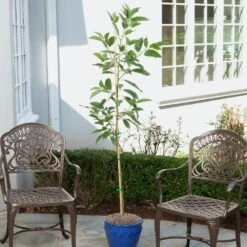 Condo™ Avocado Tree 8 Condo™ Avocado Tree -Plant Sales Store Day Condo Avocado 1