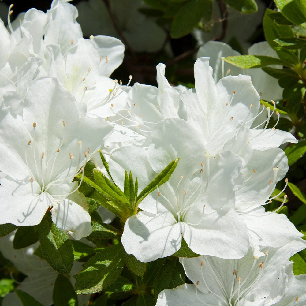 Delaware Valley White Azalea 2 Delaware Valley White Azalea - Image 2
