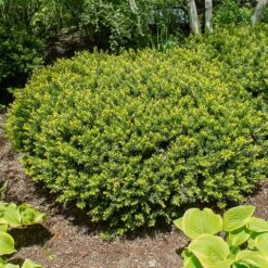 Dense Spreading Yew -Plant Sales Store Dense spreading yew 1