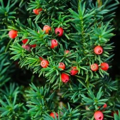 Dense Spreading Yew -Plant Sales Store Dense spreading yew 3 FGT