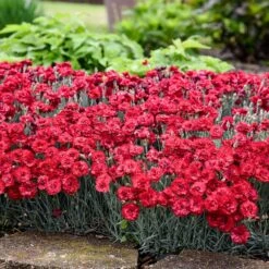 Fruit Punch® ‘Maraschino’ Dianthus -Plant Sales Store Dianthus Fruit Punch 2
