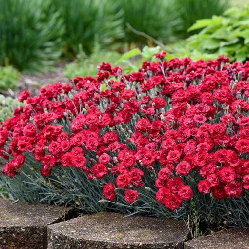 Fruit Punch® ‘Maraschino’ Dianthus -Plant Sales Store Dianthus Fruit Punch FGT 600x600 7209b3d8 fa7d 4d44 942e 58cf5af7ee41
