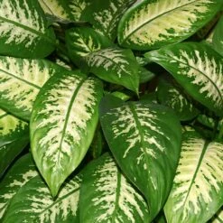 Dieffenbachia And Song Of India Combo -Plant Sales Store Diffenbachia song of india 2