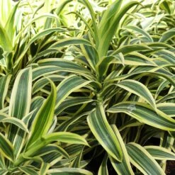 Dieffenbachia And Song Of India Combo -Plant Sales Store Diffenbachia song of india 3