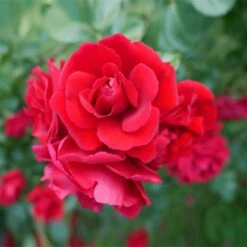 Don Juan Climbing Rose -Plant Sales Store Don Juan 1 FGT