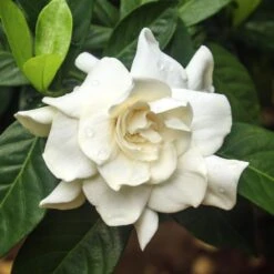 Double Blooming Gardenia Tree 7 Double Blooming Gardenia Tree -Plant Sales Store Double Blooming Gardenia 3 FGT
