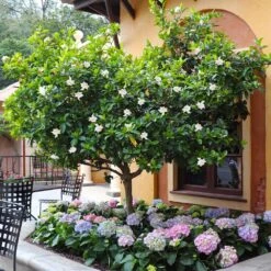 Double Blooming Gardenia Tree 9 Double Blooming Gardenia Tree -Plant Sales Store Double Blooming Gardenia Tree 6