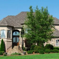 Dura Heat® River Birch 6 Dura Heat® River Birch -Plant Sales Store Dura Heat River Birch 1