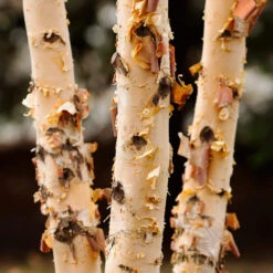 Dura Heat® River Birch 7 Dura Heat® River Birch -Plant Sales Store Dura Heat River Birch 4