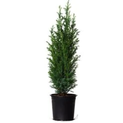 Dwarf Italian Cypress -Plant Sales Store Dwarf Italian Cypress 800 Mainimage FGT