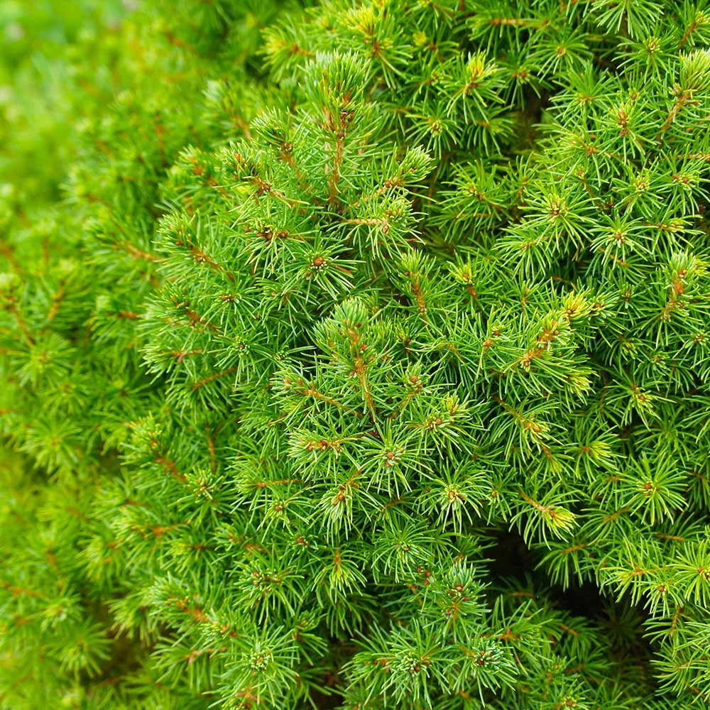 Dwarf Alberta Spruce 5 Dwarf Alberta Spruce - Image 5