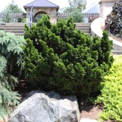 New Release -Plant Sales Store Dwarf Hinoki Cypress 7