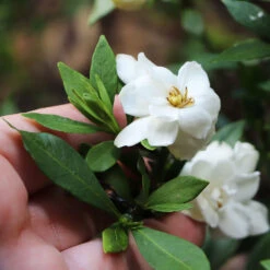 Dwarf Radicans Gardenia -Plant Sales Store Dwarf Radicans Gardenia 6