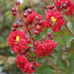 Dynamite Crape Myrtle -Plant Sales Store Dynamite Crape Myrtle 2 FGT
