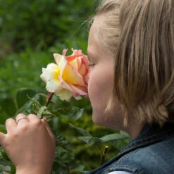 Euphoria® Rose Shrub -Plant Sales Store EUphoria Rose Tree 1