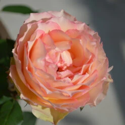 Euphoria® Rose Shrub -Plant Sales Store EUphoria Rose Tree 2