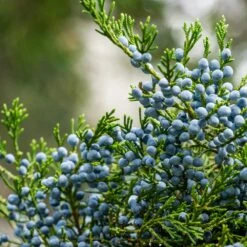 Eastern Red Cedar Tree -Plant Sales Store Eastern Red Cedar 2 FGT