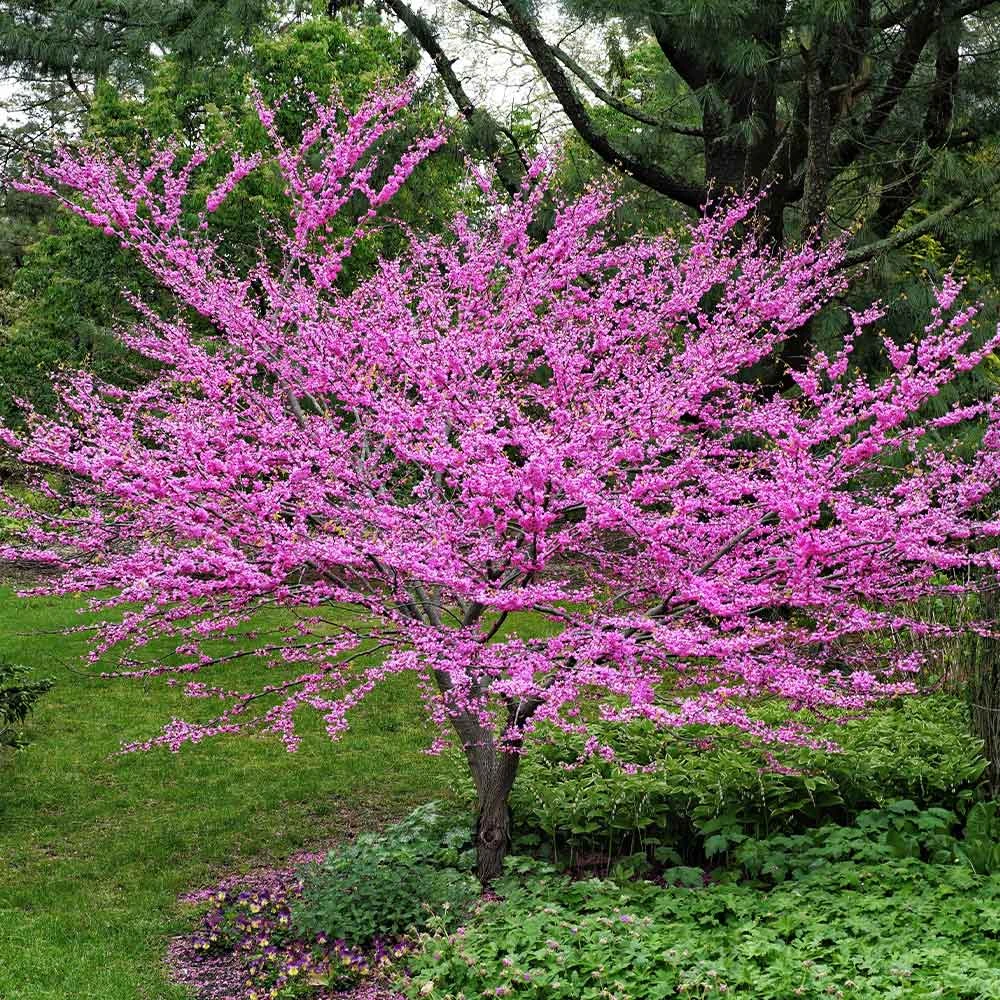 Eastern Redbud 2 Eastern Redbud - Image 2